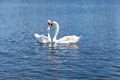 Two white swans floating on the lake in Hyde Park, London.