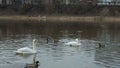 Two white swans floating in a river, in spring with wild ducks,duck attacks swan.