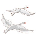 Two white swans fly away into the distance, cartoon illustration, isolated object on white background, vector Royalty Free Stock Photo