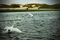 Two white swans flying and gliding over a lake at Crosby Marina, near Crosby Beach Royalty Free Stock Photo