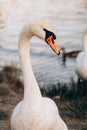 Two white swans graze on the banks of the river at sunset Royalty Free Stock Photo