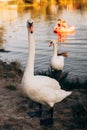 Two white swans graze on the banks of the river at sunset Royalty Free Stock Photo