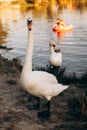 Two white swans graze on the banks of the river at sunset Royalty Free Stock Photo