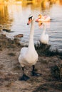 Two white swans graze on the banks of the river at sunset Royalty Free Stock Photo