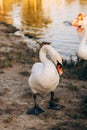 Two white swans graze on the banks of the river at sunset Royalty Free Stock Photo