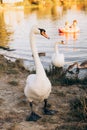 Two white swans graze on the banks of the river at sunset Royalty Free Stock Photo