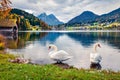 Two white swans on the Grundlsee lake. Amazing morning scene of Brauhof village, Styria stare of Austria, Europe. Colorful