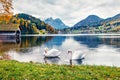 Two white swans on the Grundlsee lake. Amazing morning scene of Brauhof village, Styria stare of Austria, Europe. Colorful
