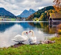 Two white swans on the Grundlsee lake. Amazing morning scene of Brauhof village, Styria stare of Austria, Europe. Colorful