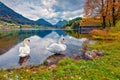 Two white swans on the Grundlsee lake.