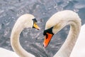 Two white swans heart water scene.