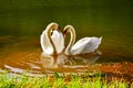 Two white swans heart water scene for lovely Royalty Free Stock Photo