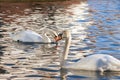 Two white swans heart water scene. White swans love scene. True love two swans.