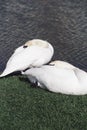 Two white swans hold their heads under their wings to sleep on the lake in summer Royalty Free Stock Photo