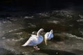 Two White Swans Ice Water Winter Cold Sun Sunshine Birds Ducks