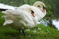 Two white swans at the lake Royalty Free Stock Photo