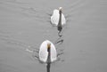 Two white swans Royalty Free Stock Photo
