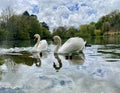 Two white swans on lake
