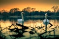 Two white swans in the lake at sunset. Royalty Free Stock Photo