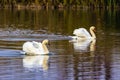 Two white swans on a lake. Swan on the lake close up. Royalty Free Stock Photo