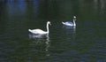 Two white swans on the lake Royalty Free Stock Photo