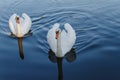 Two white swans on a lake