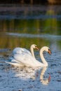 Two white swans on a lake