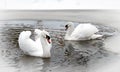 Two white swans on a lake in winter. Royalty Free Stock Photo