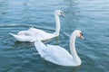 Two White swans in love swimming on the lake Royalty Free Stock Photo
