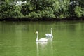 Two white swans make up a married couple Royalty Free Stock Photo