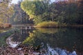 Two white swans at the pond in the city park Royalty Free Stock Photo