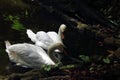 TWO WHITE SWANS ON A POND CLOSE TO THE EDGE Royalty Free Stock Photo