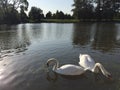 Two white swans in a pond