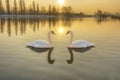 Two white swans on a river at sunset Royalty Free Stock Photo