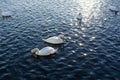 Two White Swans River Sunset Swan Royalty Free Stock Photo