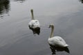 Two white swans swim in the lake in the Park on a summer day