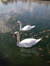 Two white swans swim on a pond on a sunny day. Vertical photo Royalty Free Stock Photo