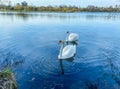 Two white swans swim together on the water. birds rest on the pond. swans have a red beak and clean feathers. couple of lovebirds Royalty Free Stock Photo