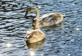 Two white swans swim in the water close-up. View from above. Warm sunshine, sunset Royalty Free Stock Photo