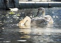 Two white swans swim in the water near the embankment of the old town. Warm sunlight. Winter