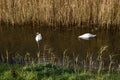 Two white swans swim in the water Royalty Free Stock Photo