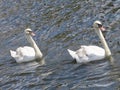 Two white swans swimming in a canal in Amsterdam Royalty Free Stock Photo