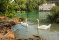 Two white swans swimming on lake Royalty Free Stock Photo