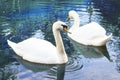 Two white swans are swimming in the lake. This is Love. The concept of eternal love and loyalty Royalty Free Stock Photo
