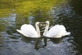 Two white swans are swimming in the lake. This is Love. The concept of eternal love and loyalty Royalty Free Stock Photo