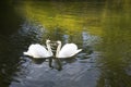 Two white swans are swimming in the lake. This is Love. The concept of eternal love and loyalty Royalty Free Stock Photo