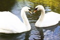 Two white swans are swimming in the lake. This is Love. The concept of eternal love and loyalty Royalty Free Stock Photo