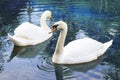 Two white swans are swimming in the lake. This is Love. The concept of eternal love and loyalty Royalty Free Stock Photo