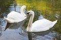 Two white swans are swimming in the lake. This is Love. The concept of eternal love and loyalty Royalty Free Stock Photo