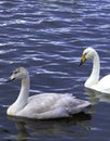 Two white swans swimming in a lake, a peaceful and relaxing image